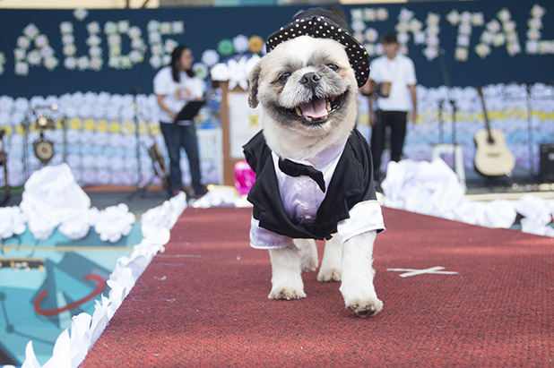 Moda dos anos 30 e histórias de superação desfilam na passarela do Mental Fashion Day 20183