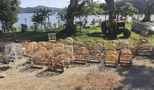 Em mega operação Guarda Ambiental de São Bernardo acaba com tráficos de aves silvestres2