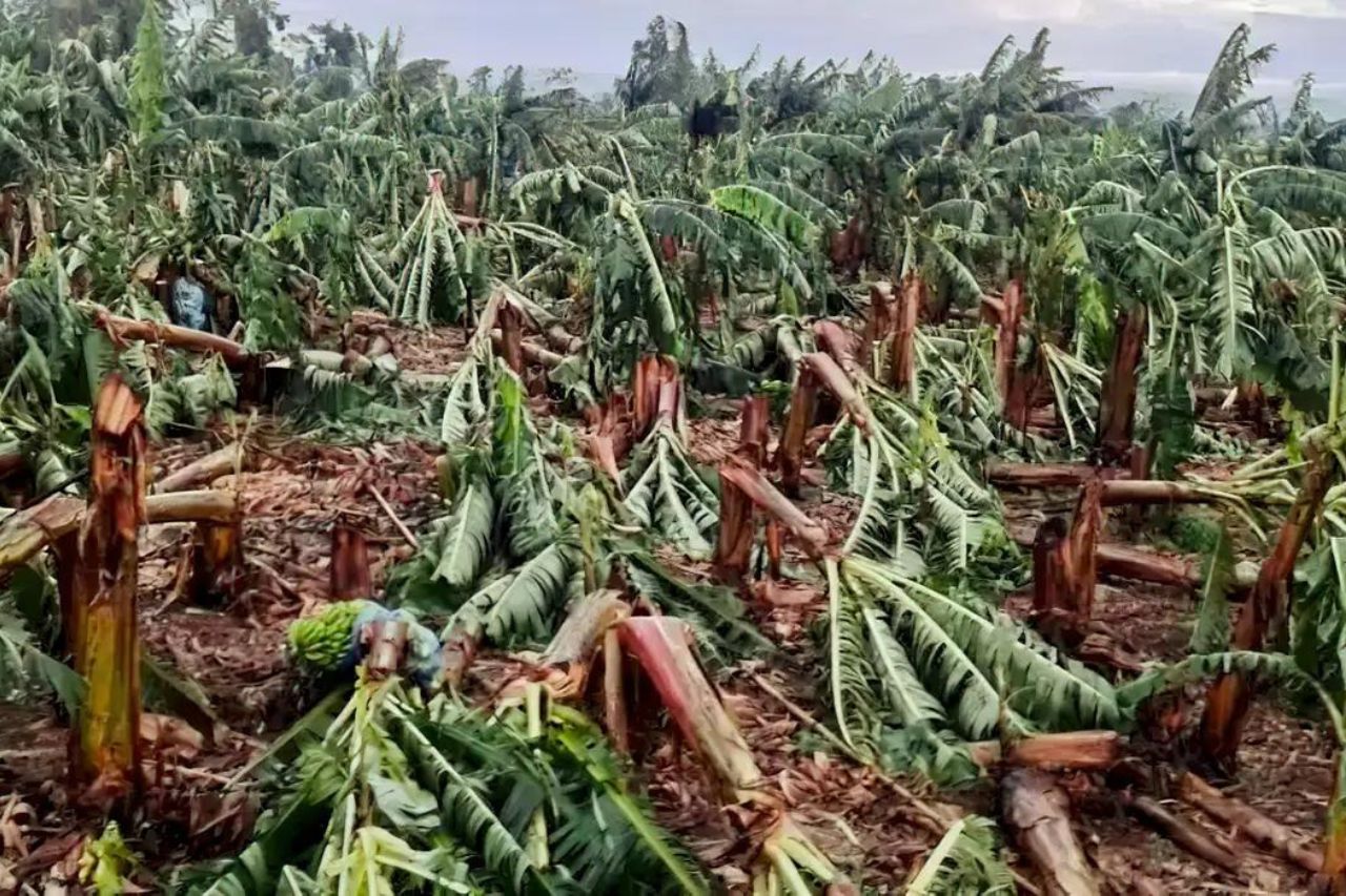 Ventania Devasta Planta Es De Banana Na Regi O Do Vale Do Ribeira