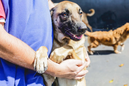 são acetano adoção de animais fevereiro 2018