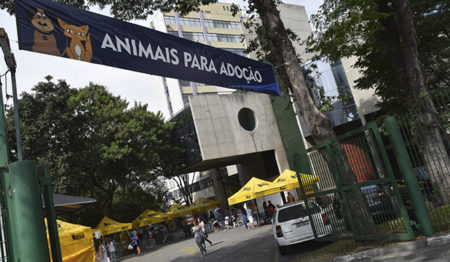 Preocupado com o grave problema social de abandono de animais nas rua Singular