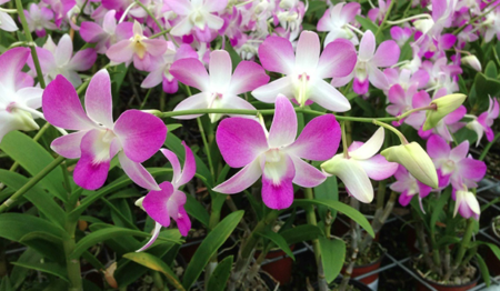 Acqua traz para Santo André exposição de orquídeas com entrada gratuita neste fim de semana