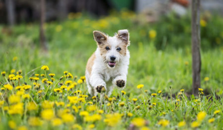 Cuidados com os pets para evitar a ingestão de plantas nocivas com a chegada da primavera