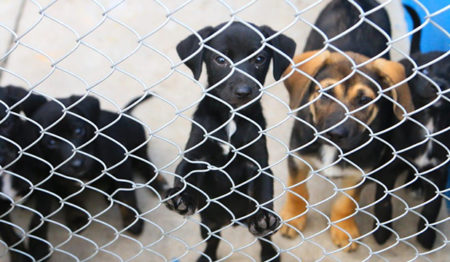 Mauá lança três ações em favor dos animais