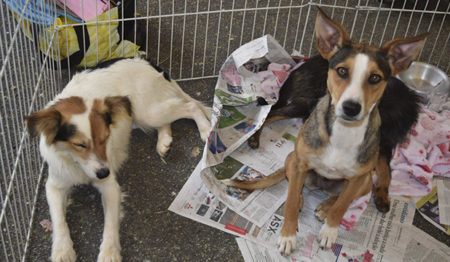 Santo André recebe mais uma edição da feira de adoção animal