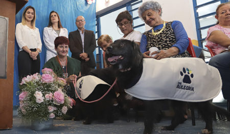 cão terapia crisa