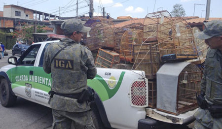 Em mega operação Guarda Ambiental de São Bernardo acaba com tráficos de aves silvestres