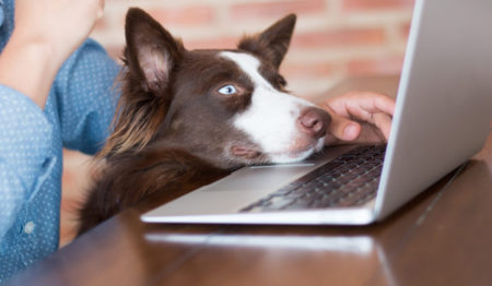 9 em cada 10 brasileiros querem levar o cachorro para o trabalho aponta pesquisa