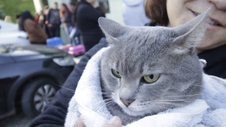 Ribeirão Pires já realizou 1600 castrações gratuitas de cães e gatos