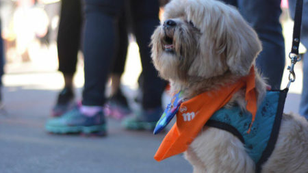 Ribeirão Pires sedia 3º Pet´s Day nesse domingo 28