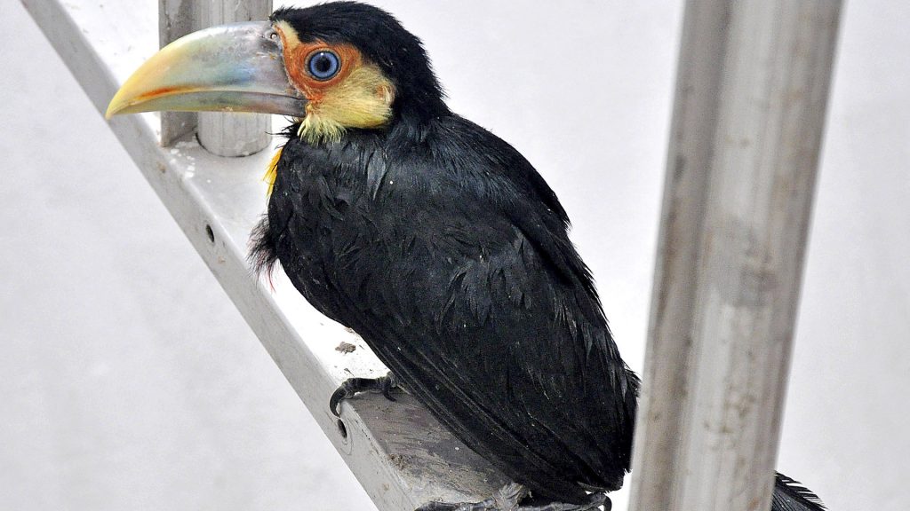 Tucano de bico verde é resgatado no Sítio dos Vianas em Santo André2