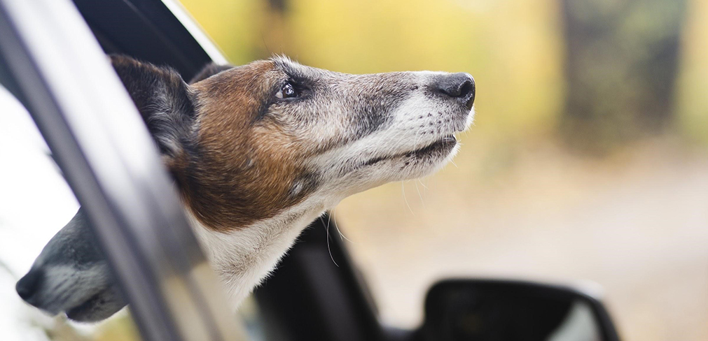 Viagem com o Pet Dica para transportar o melhor amigo em segurança