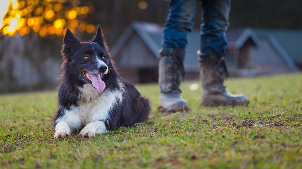 PETS SAO PARA A VIDA E NAO SO DURANTE A QUARENTENA