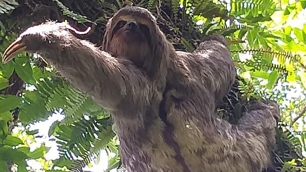 Bicho preguica e resgatado apos cair em quintal no Recreio da Borda do Campo2