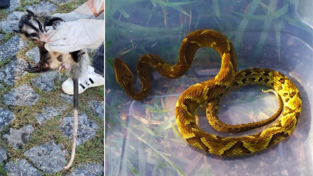 Jararaca é resgatada em residência de Ribeirão Pires