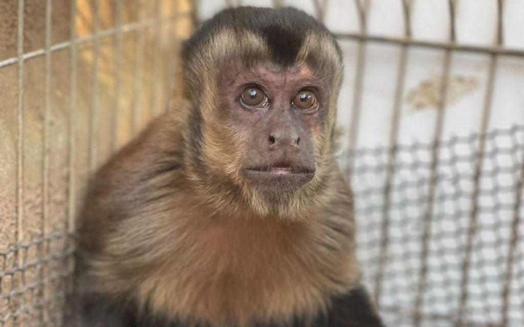 Equipe de Proteção à Fauna resgata Macaco-Prego em Ribeirão Pires