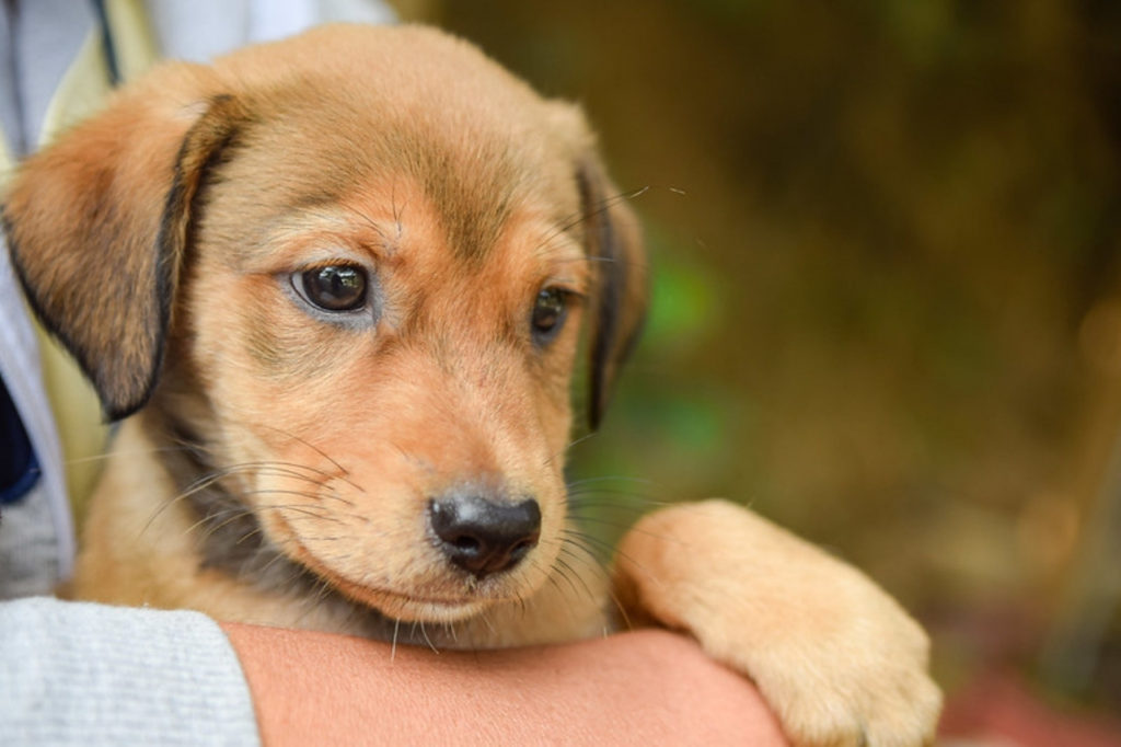 Domingo (2509) é dia de Feira de Adoção de Animais em Diadema