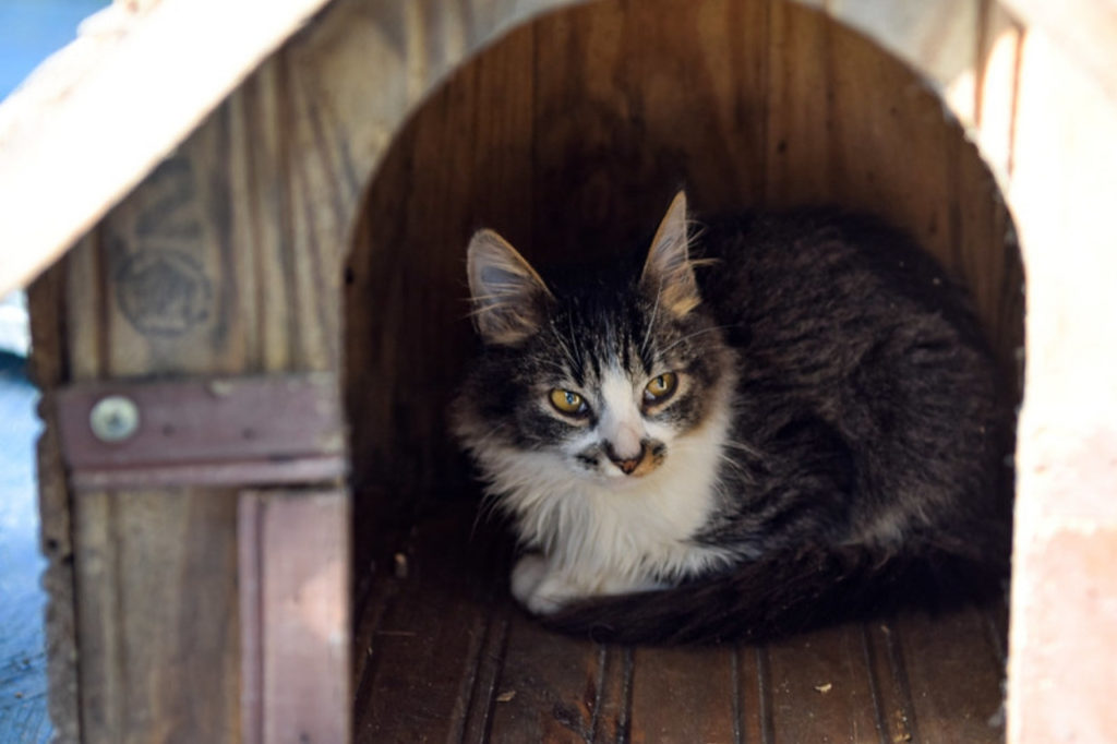 Domingo (2509) é dia de Feira de Adoção de Animais em Diadema