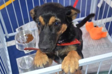 Feira de adoção animal da OAB Santo André tem apoio do Singular