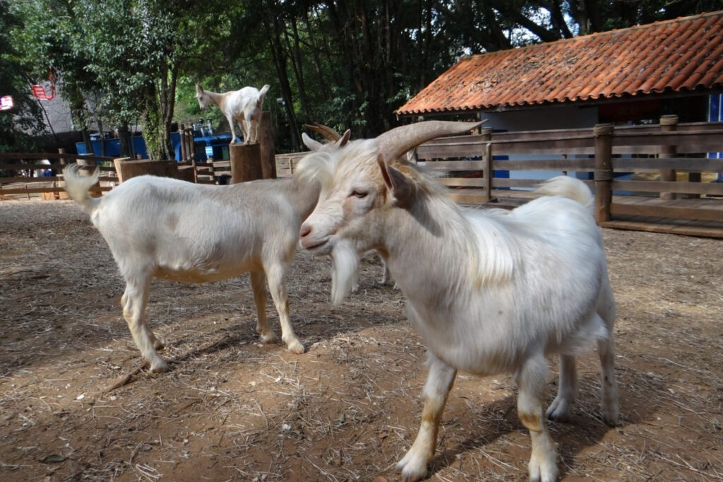 Mês de outubro tem novidades e muita diversão na Cidade da Criança