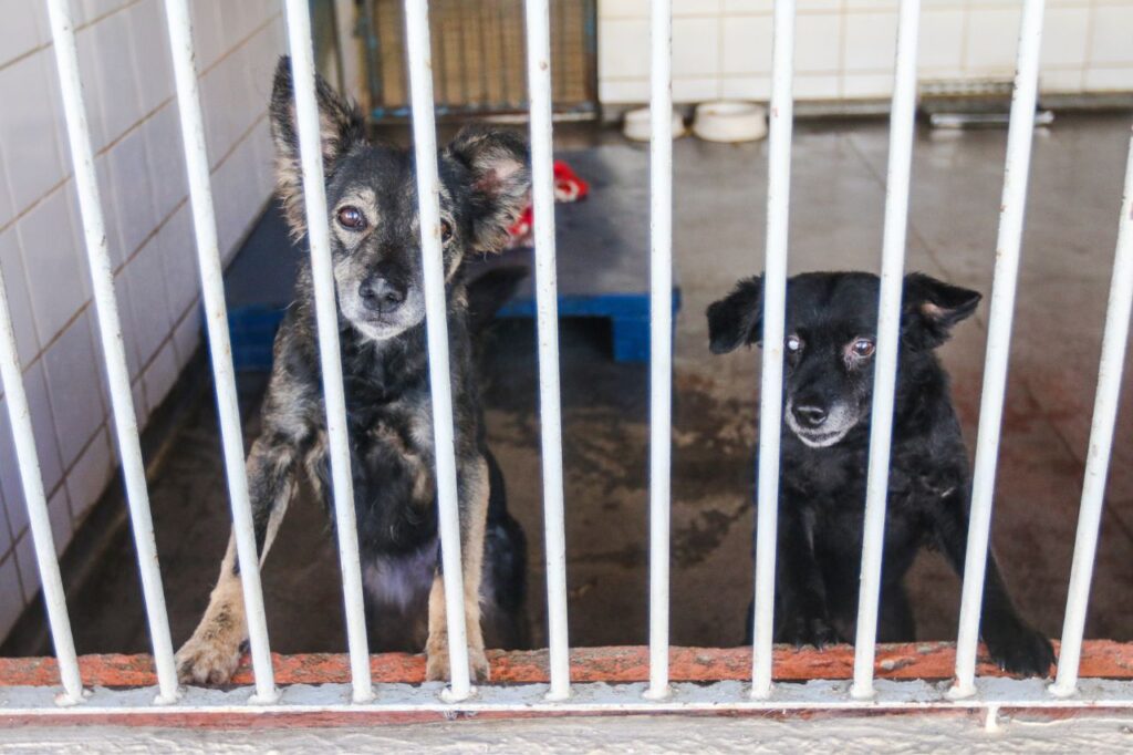 Prefeitura de São Bernardo promove feira de adoção de animais neste sábado