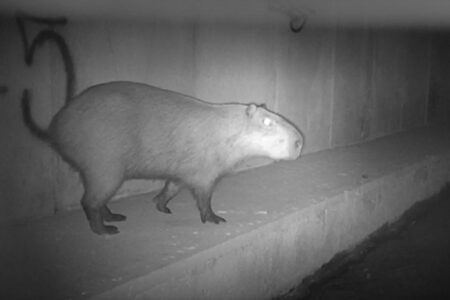 Vida silvestre é monitorada no rodoanel