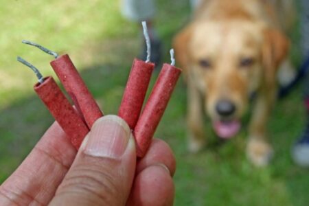 Fogos de artifício veterinário do CEUB explica como proteger os animais durante as comemorações