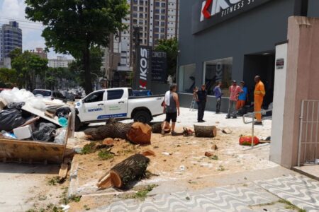 Semasa e GCM de Santo André flagram corte ilegal de árvore na Avenida Portugal