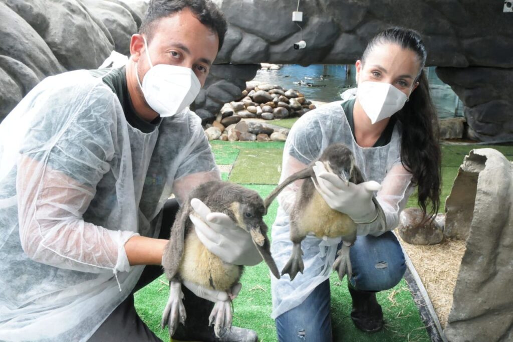 Cinco pinguins nascem na Sabina, em Santo André