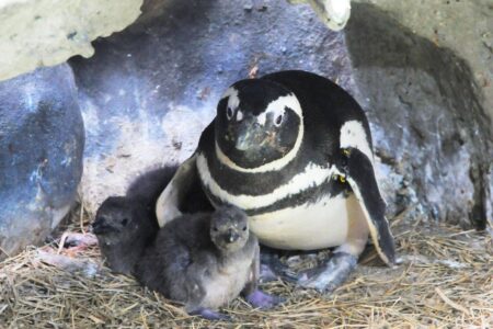 Cinco pinguins nascem na Sabina, em Santo André