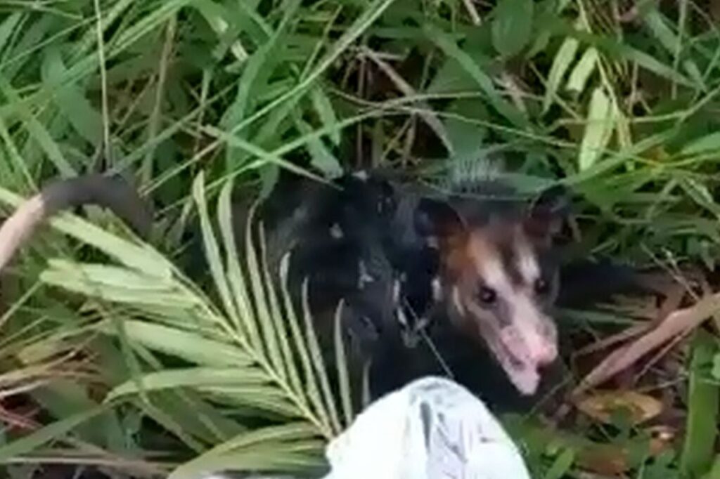 Filhote de pica-pau é resgatado em casa no Morro da Kibon