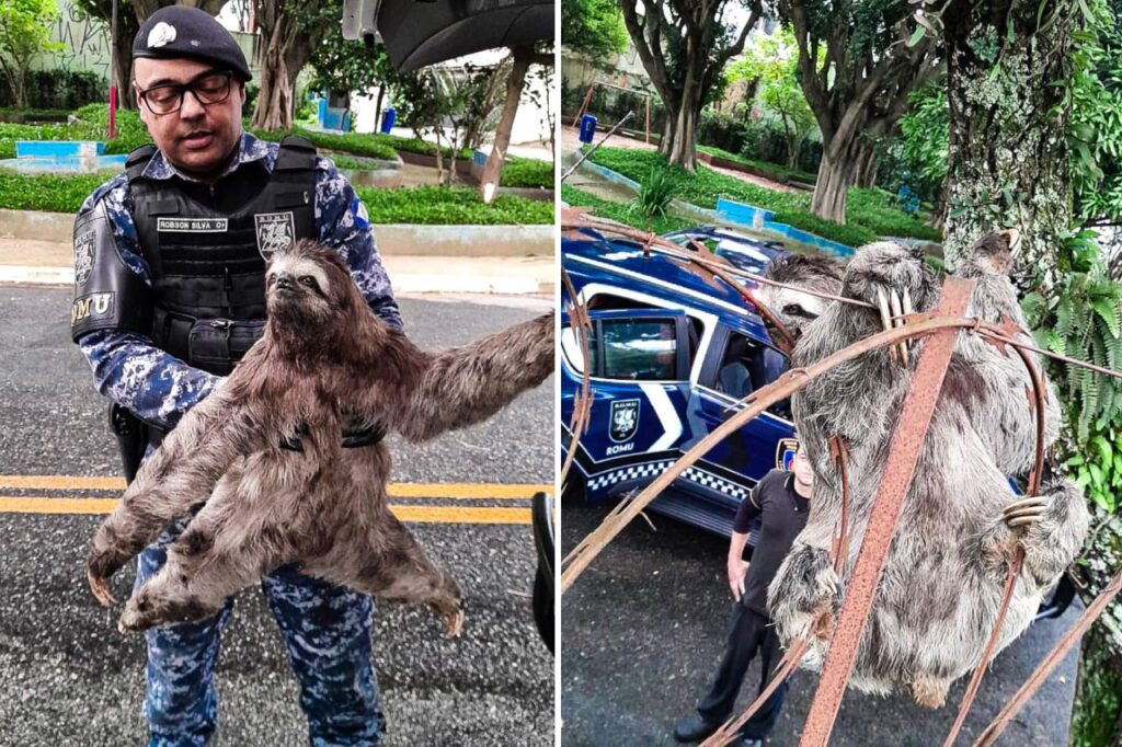 GCM de São Caetano resgata bicho-preguiça