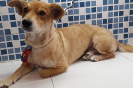 Santo André disponibiliza mais de 150 animais para adoção neste domingo