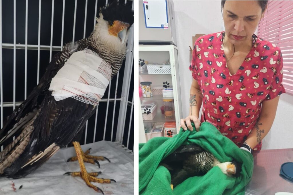 Saúde e Bem-Estar Animal de São Caetano resgata Falcão Carcará