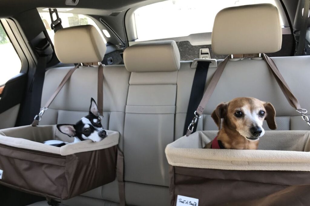 Viagem Pet Veterinário do CEUB dá dicas para uma viagem segura com cães e gatos