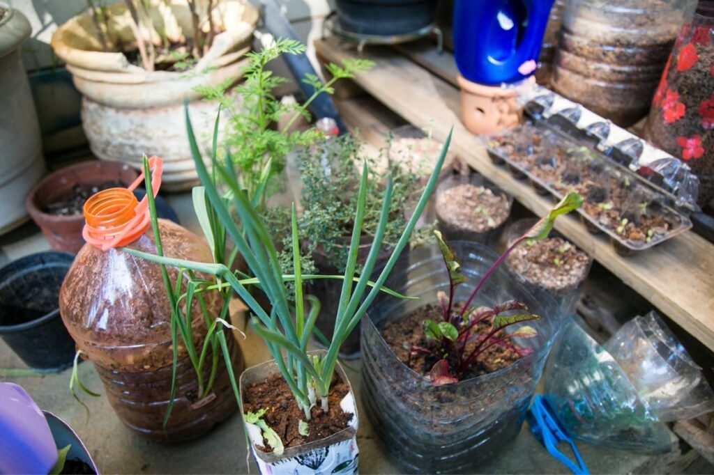 Escola de Ecologia de São Caetano promove curso de horta e abre agendamento para visitas monitoradas