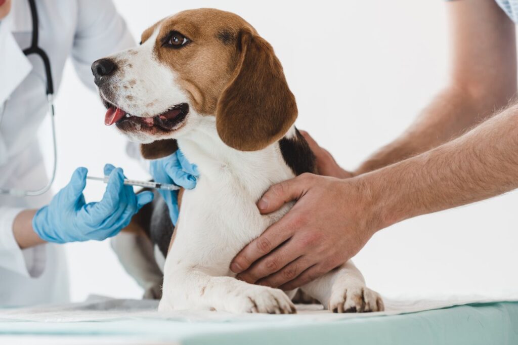 Estabelecimentos veterinários de SP agora são obrigados a denunciar casos de maus-tratos a animais