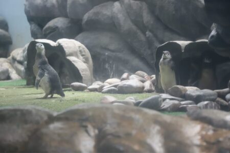 Sabina abre votação para escolha dos nomes de filhotes de pinguins