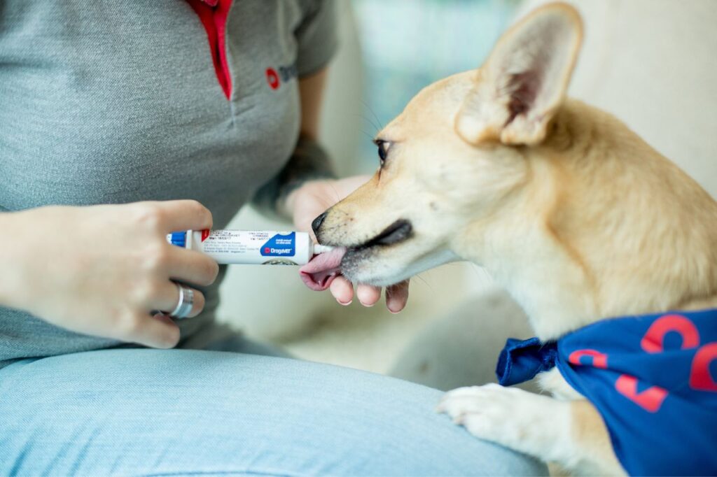 Seis dicas para cuidar da saúde dos pets idosos