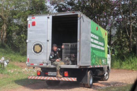 Ribeirão Pires inicia destinação de cães salvos em canil clandestino