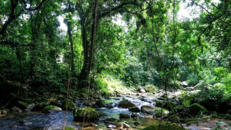 Projetos privados mantêm reservas ecológicas na Mata Atlântica