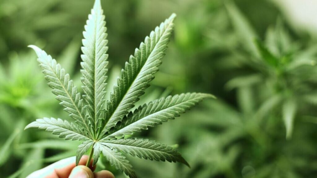 Maior ecossistema de cannabis medicinal latam investe R$ 6 milhões em tech e ampliação de portfólio