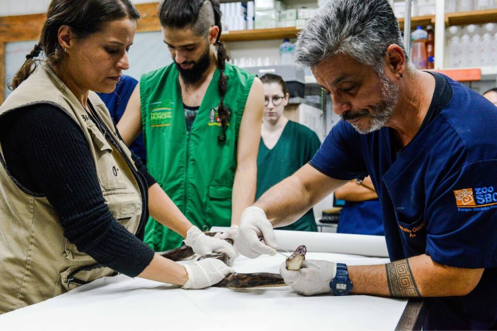 Zoológico de São Bernardo recebe apreensão de jiboias vítimas de tráfico

