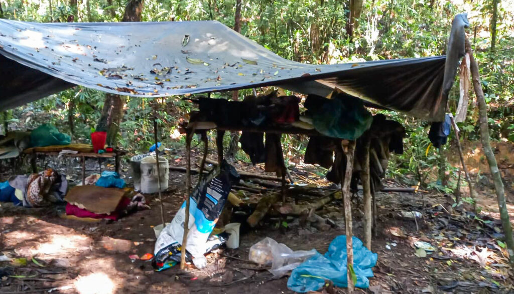 Guarda Ambiental de São Bernardo interrompe extração ilegal de palmito juçara