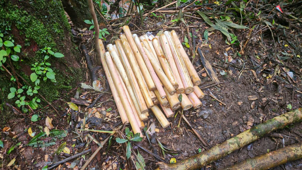 Guarda Ambiental de São Bernardo interrompe extração ilegal de palmito juçara