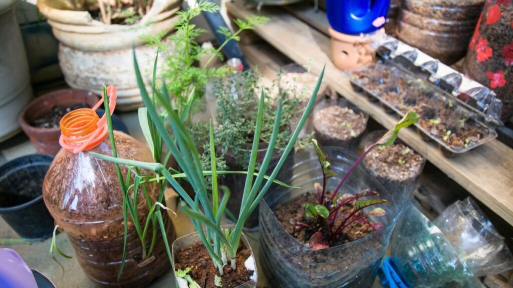 Escola de Ecologia de São Caetano oferece a moradores curso de horta para pequenos espaços