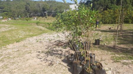 Prefeitura de Ribeirão Pires realiza plantio de mais 140 árvores para comemorar o Junho Verde