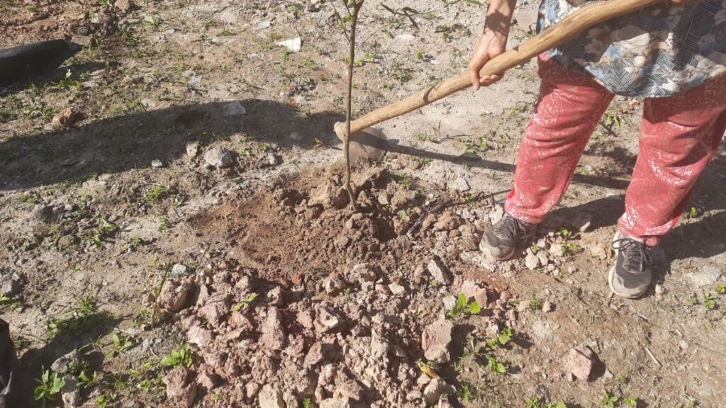 Prefeitura de Ribeirão Pires realiza plantio de mais 140 árvores para comemorar o Junho Verde