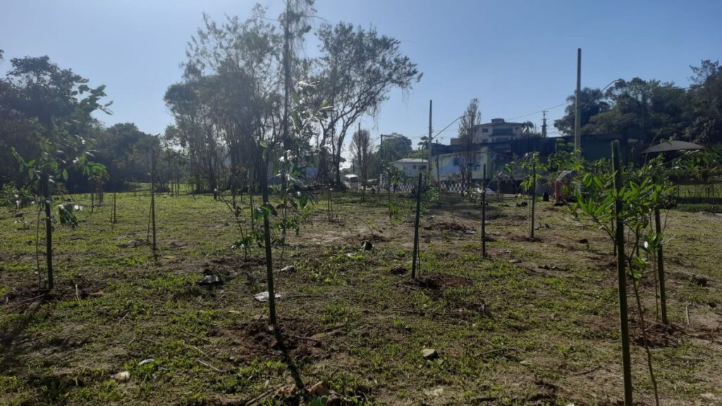 Prefeitura de Ribeirão Pires realiza plantio de mais 140 árvores para comemorar o Junho Verde