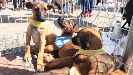 Festival do Chocolate recebe tradicional Feira de Cães e Gatos